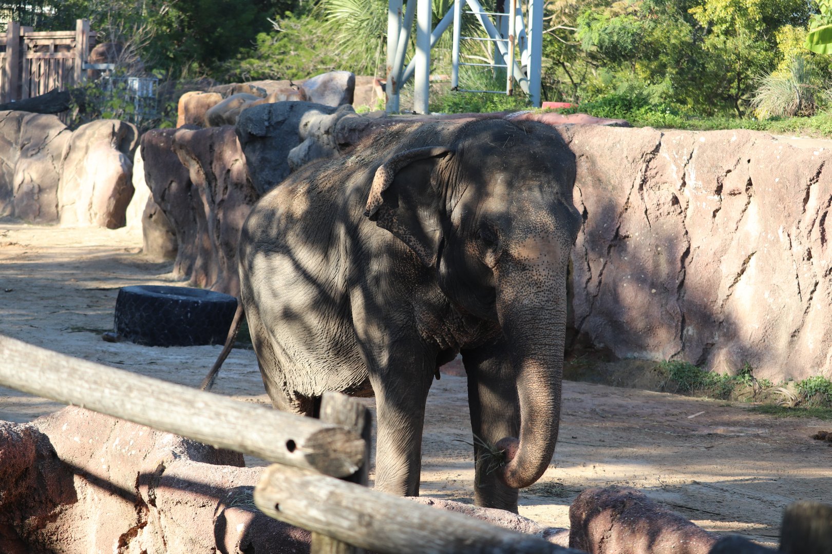 Nairobi - Asian Elephant