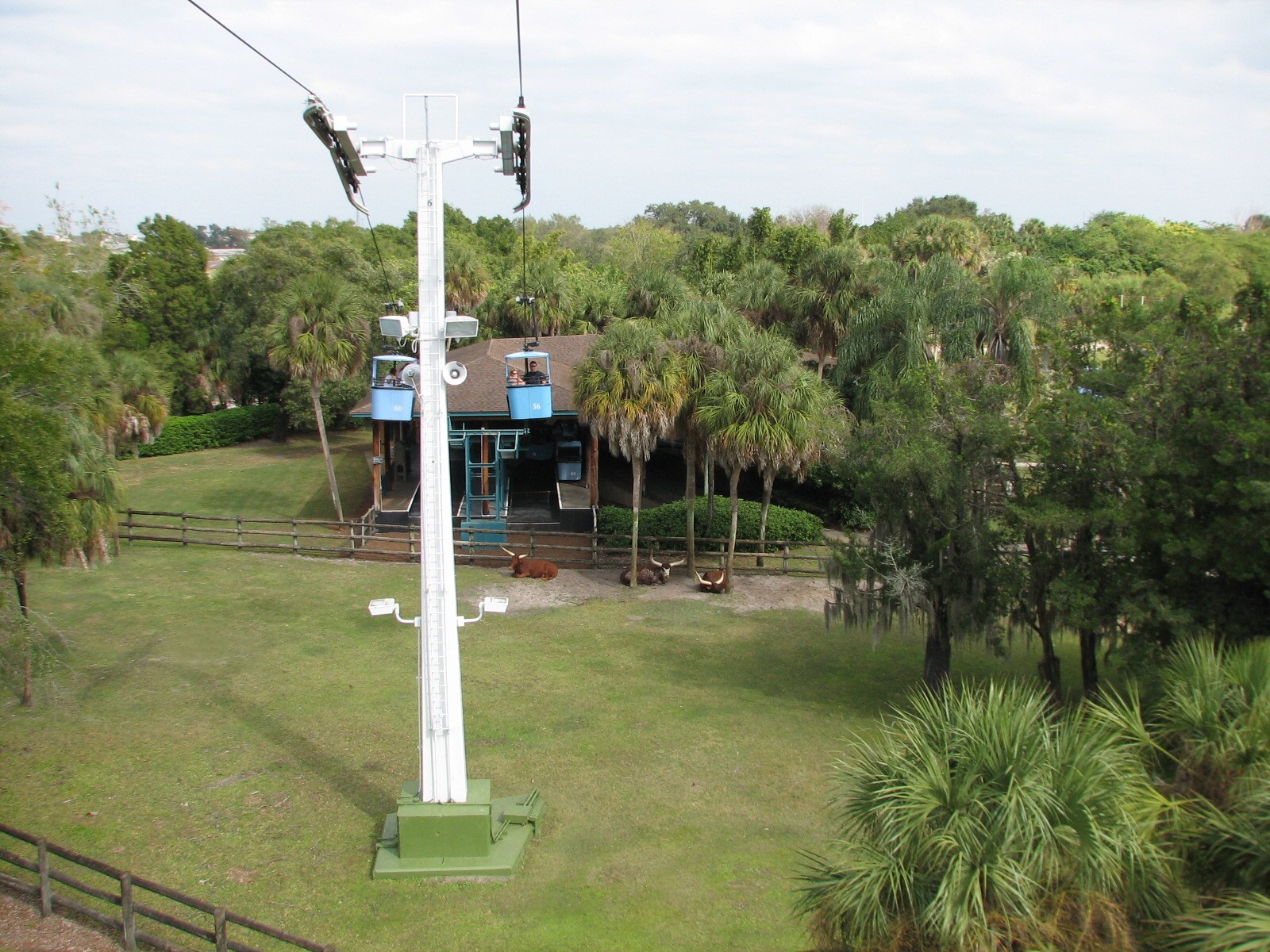 Nairobi - Skyride with Ankole Cattle Exhibit Below