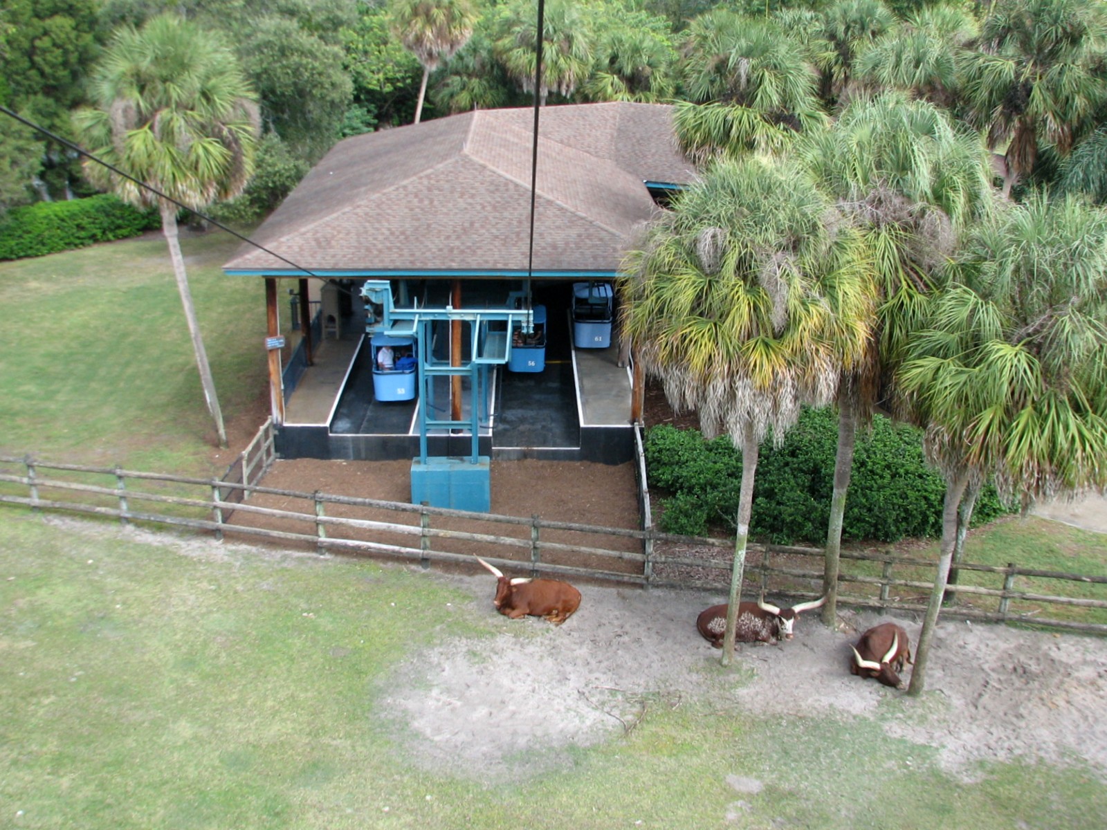 Nairobi - Skyride with Ankole Cattle Exhibit Below
