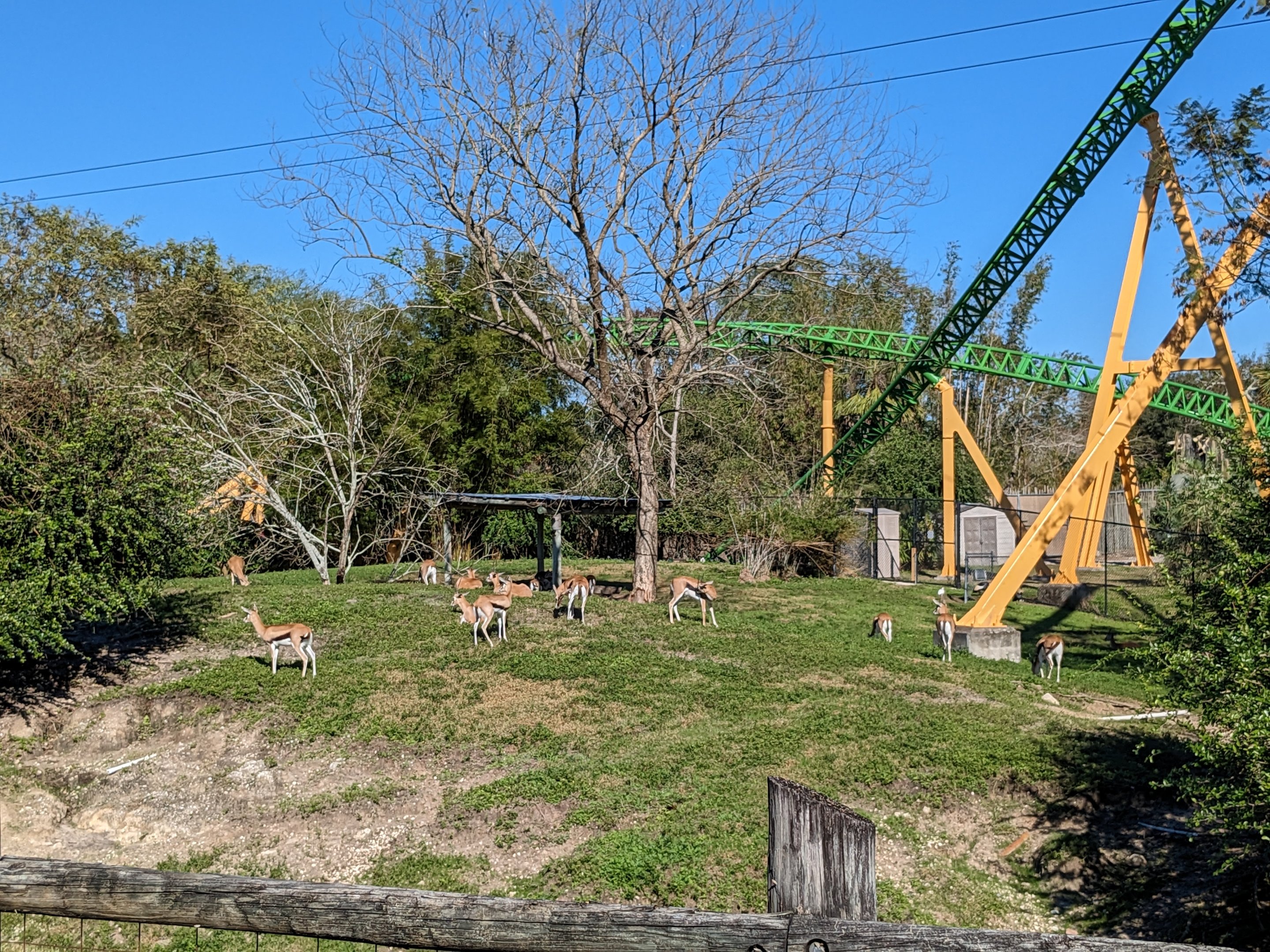 Nairobi - Thomson’s Gazelle