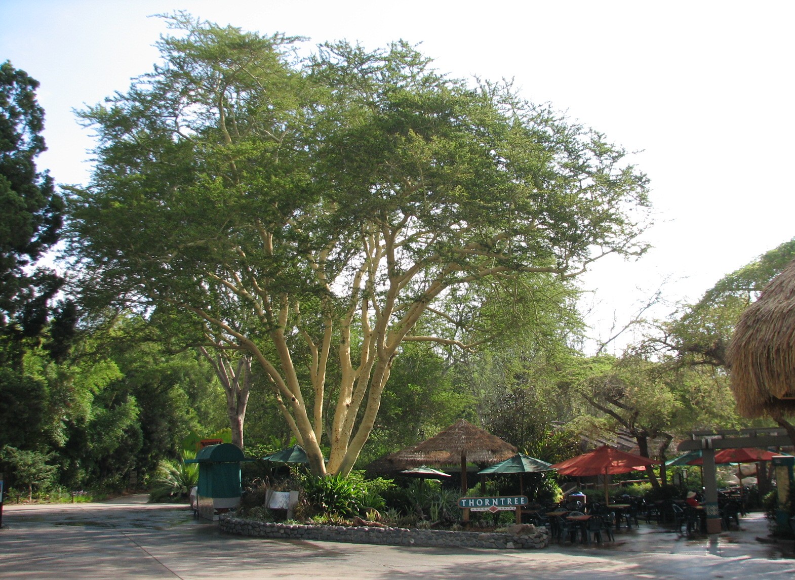 Nairobi Village - Acacia Tree
