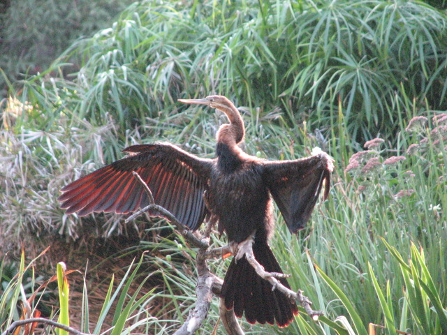 Nairobi Village - African Darter