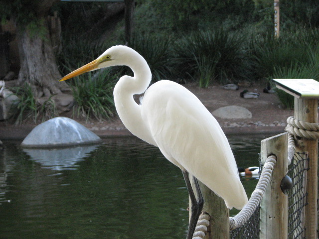 Nairobi Village - American Great Egret (Wild)