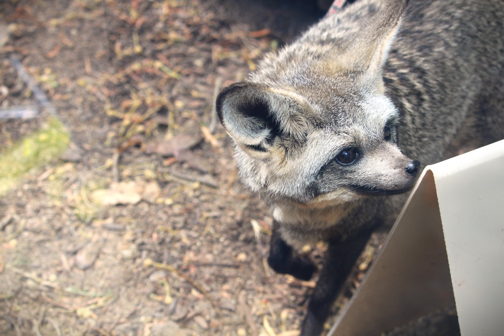 Nairobi Village - Bat-eared Fox