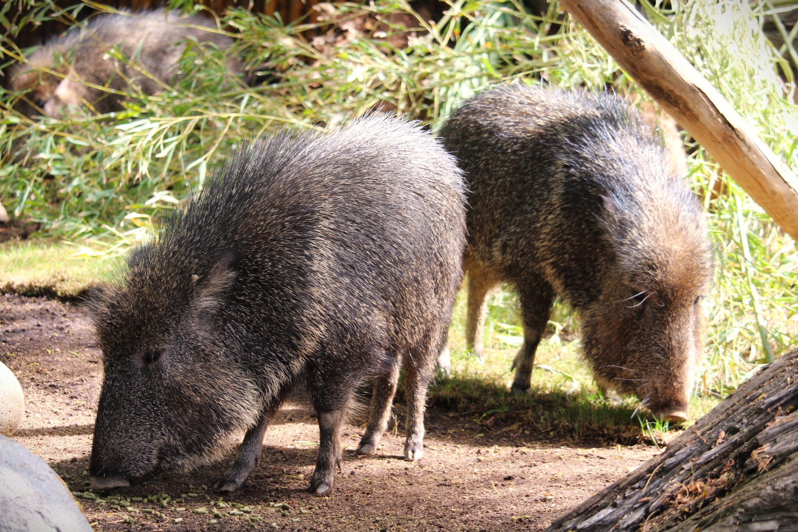 Nairobi Village - Chacoan Peccaries