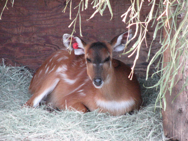 Nairobi Village - East African Sitatunga