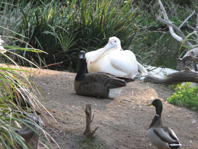 Nairobi Village - Eastern White Pelican and Dusky Canada Goose