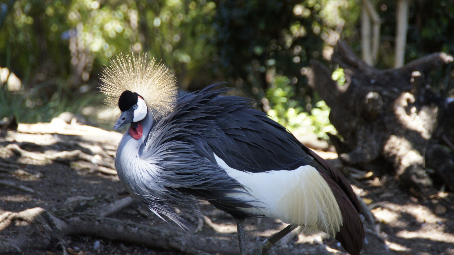 Nairobi Village - Grey Crowned Crane