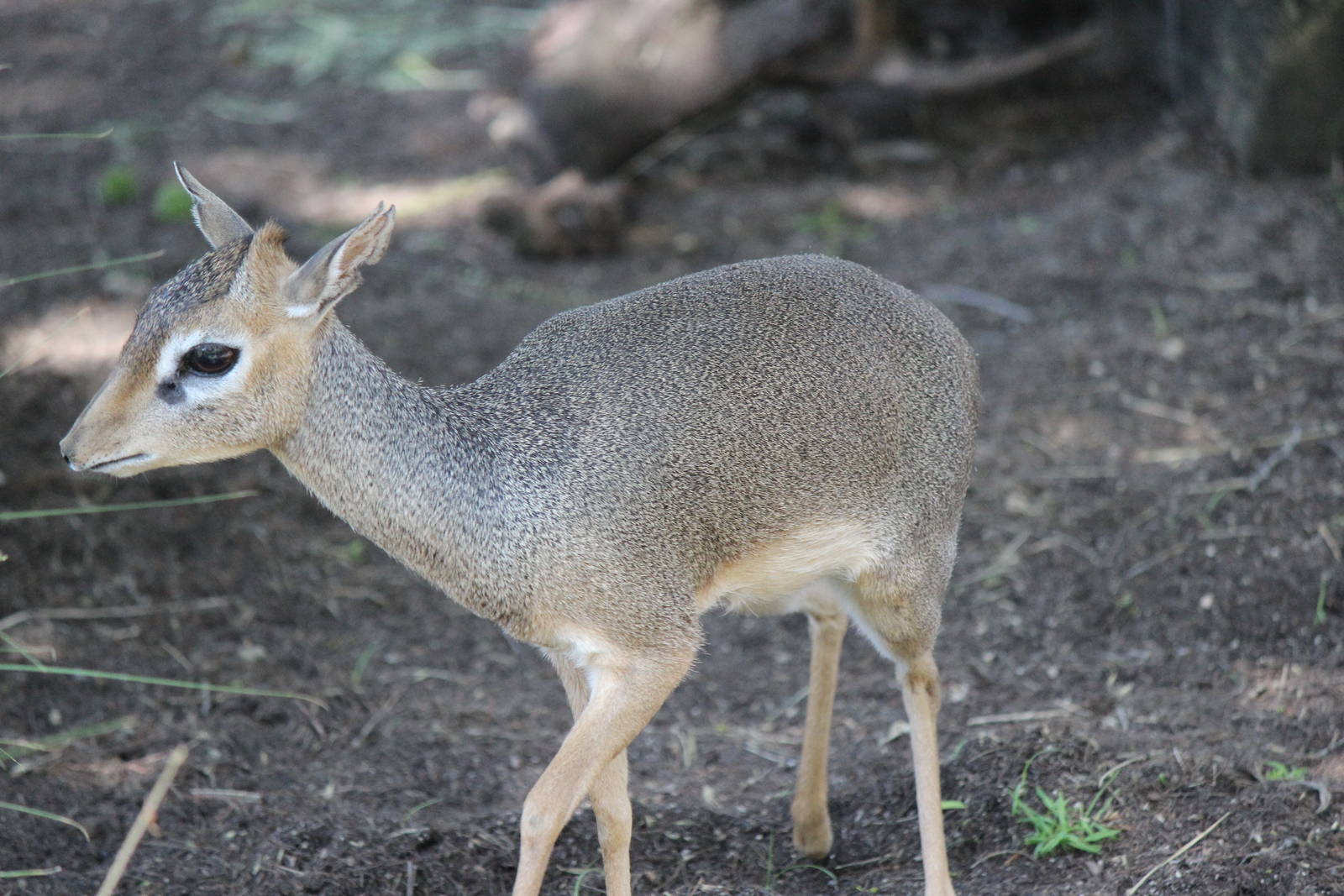 Nairobi Village - Kirk's Dik Dik