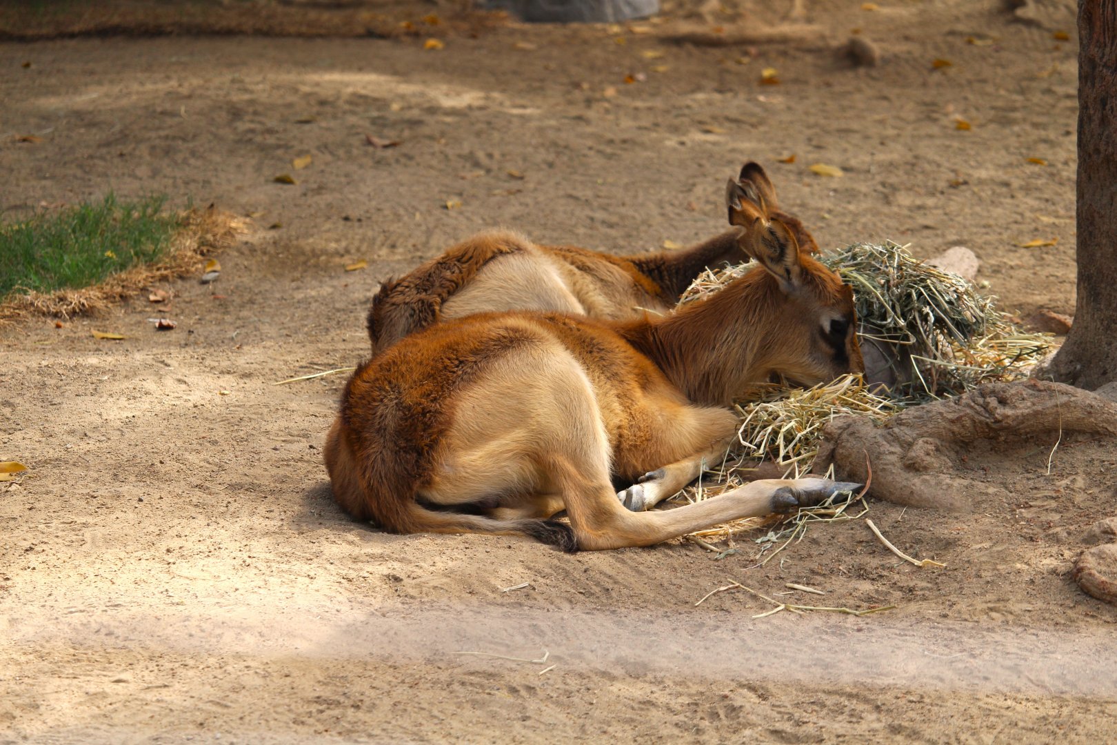 Nairobi Village - Nairobi Nursery - Baby Nile Lechwes