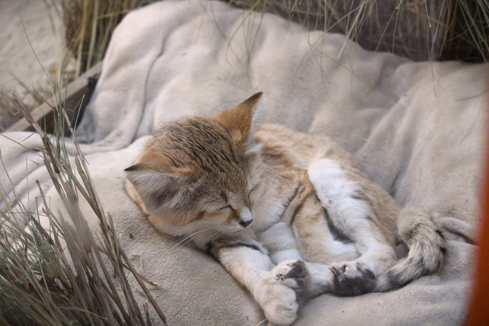 Nairobi Village - Nairobi Station - Asian Sand Cat