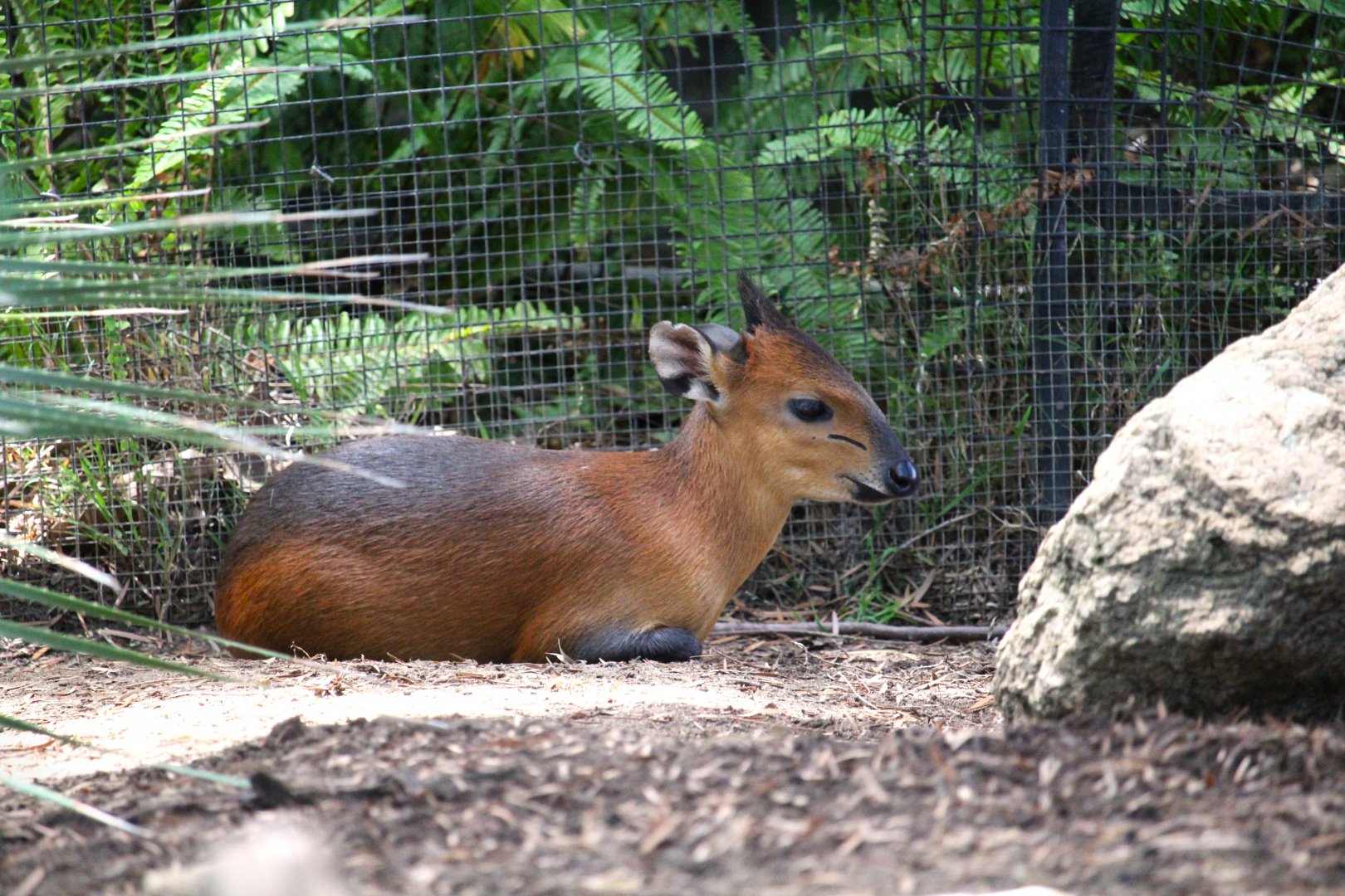 Nairobi Village - Red-flanked Duiker