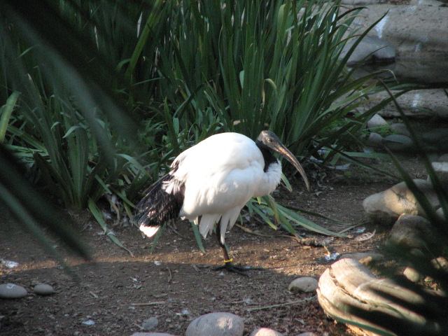 Nairobi Village - Sacred Ibis