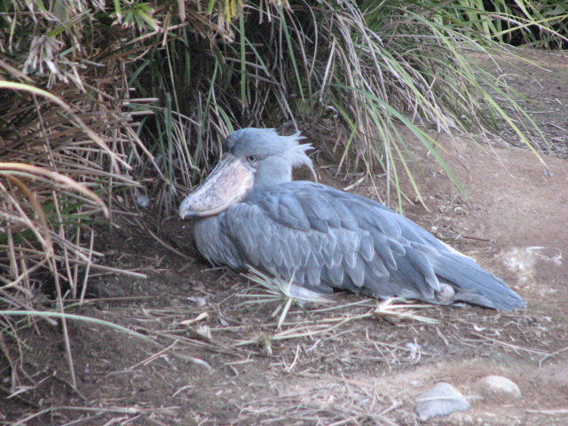 Nairobi Village - Shoebill