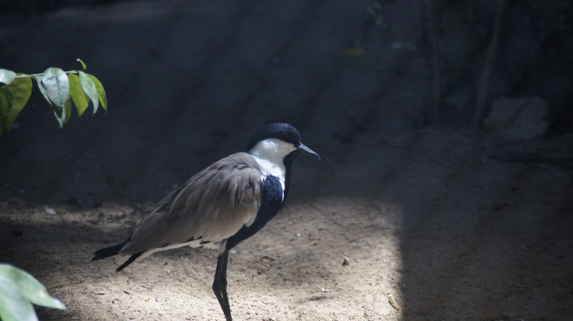 Nairobi Village - Spur-Winged Lapwing