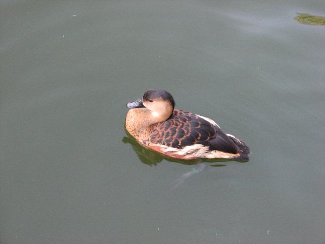 Nairobi Village - Wandering Whistling Duck