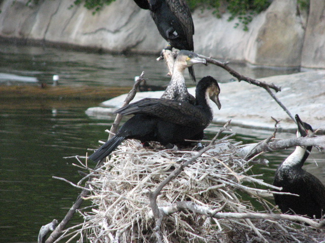 Nairobi Village - White-Breasted Cormorant