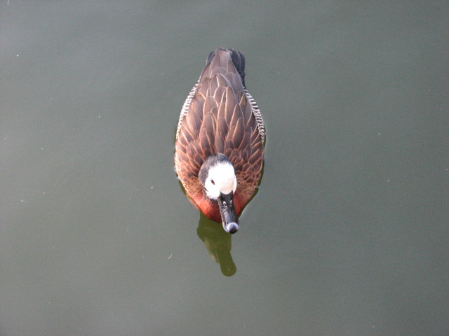 Nairobi Village - White-Faced Whistling Duck