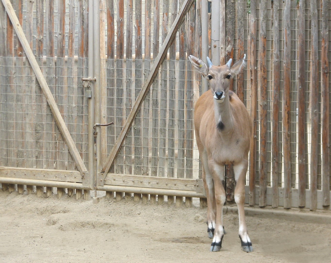 Nairobi Village - Young Eland in Nursery Kraal