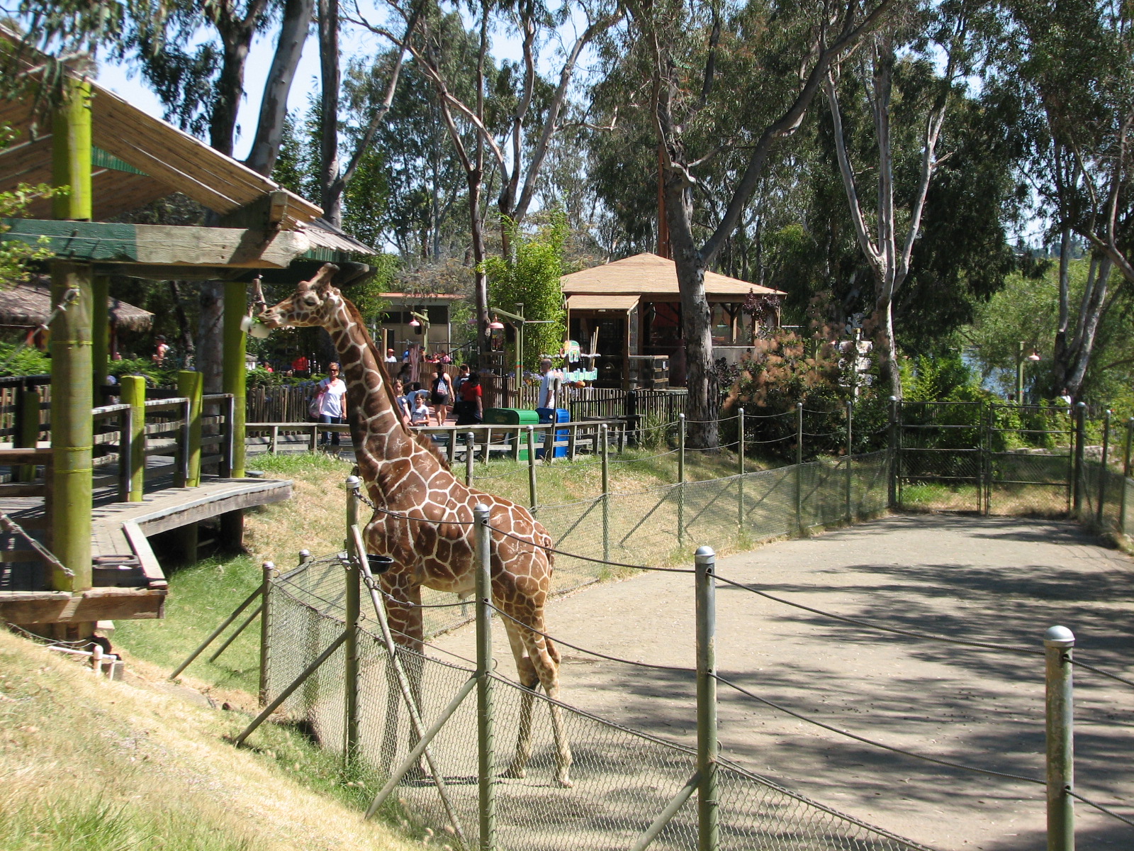 Nairobis Giraffe Encounter