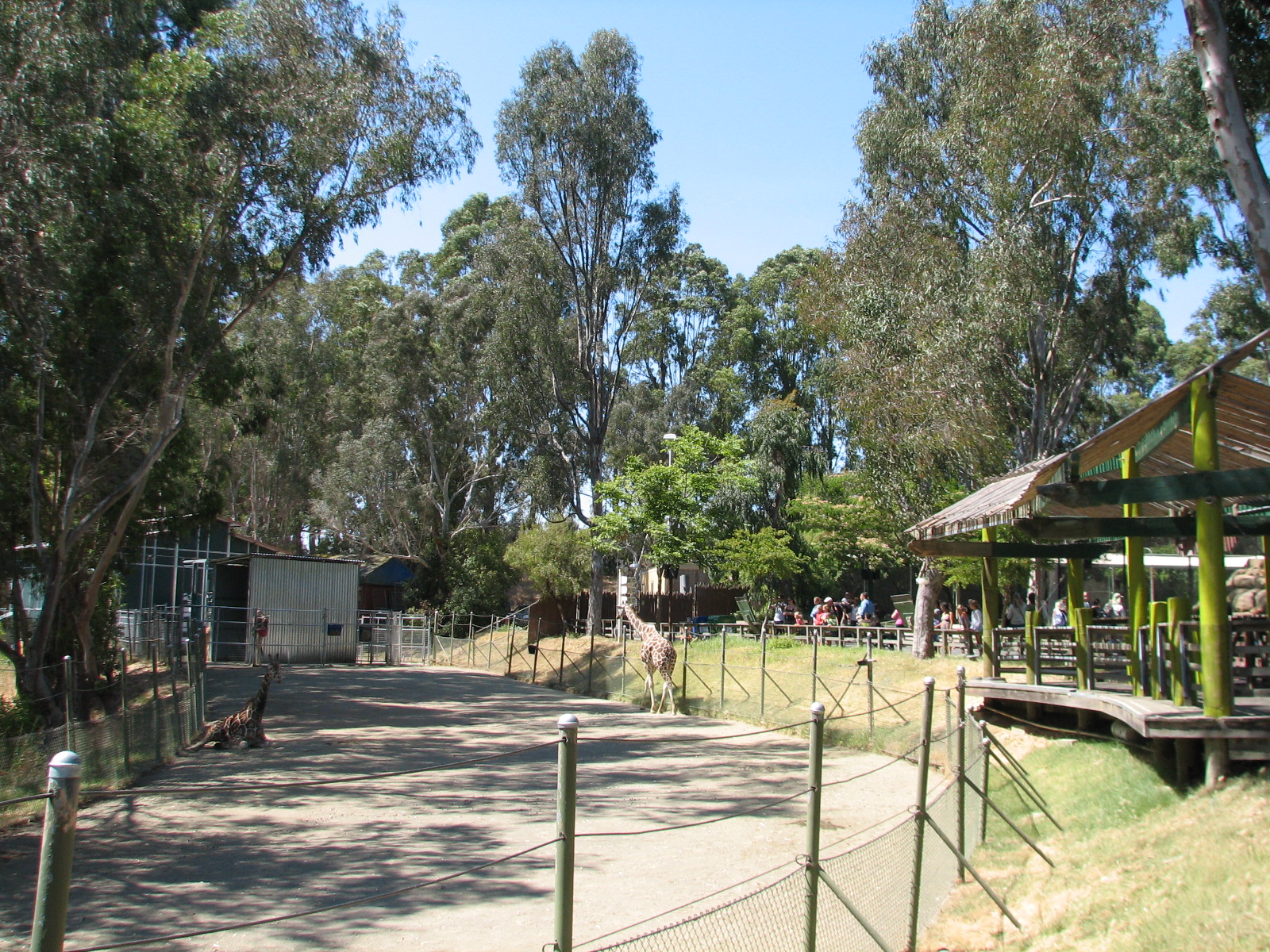 Nairobis Giraffe Encounter
