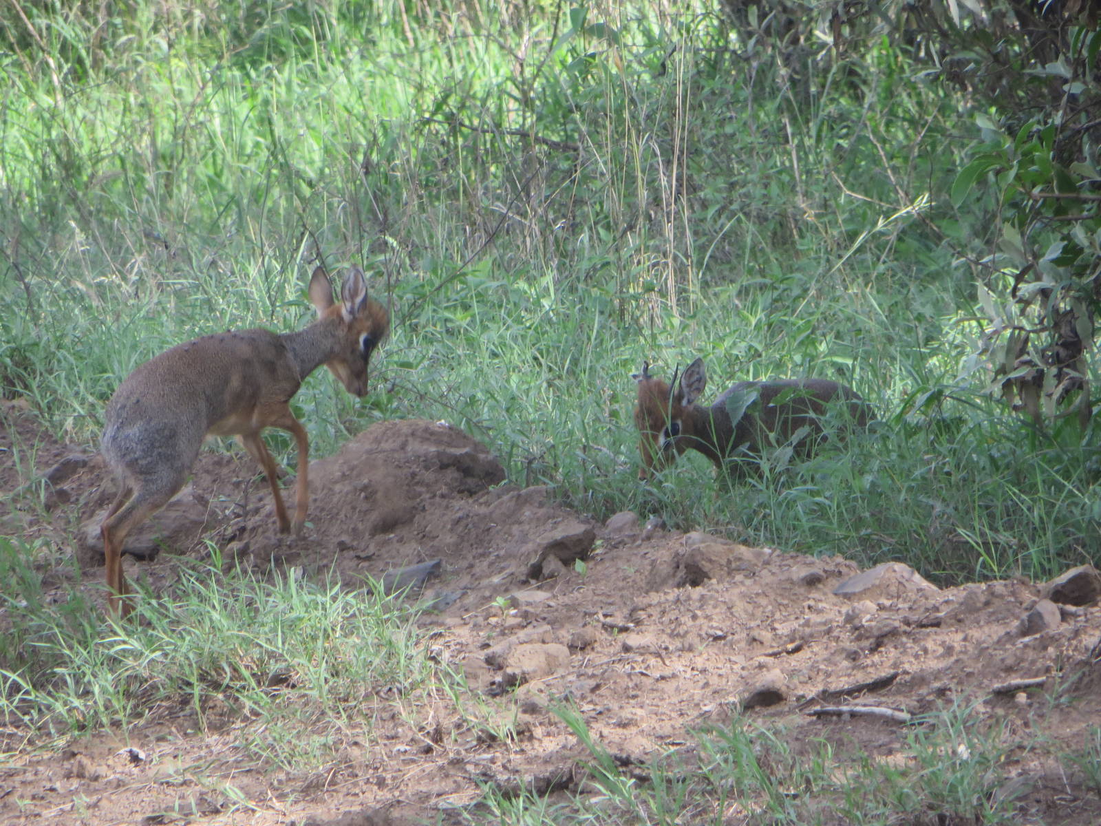 Naivasha dikdik