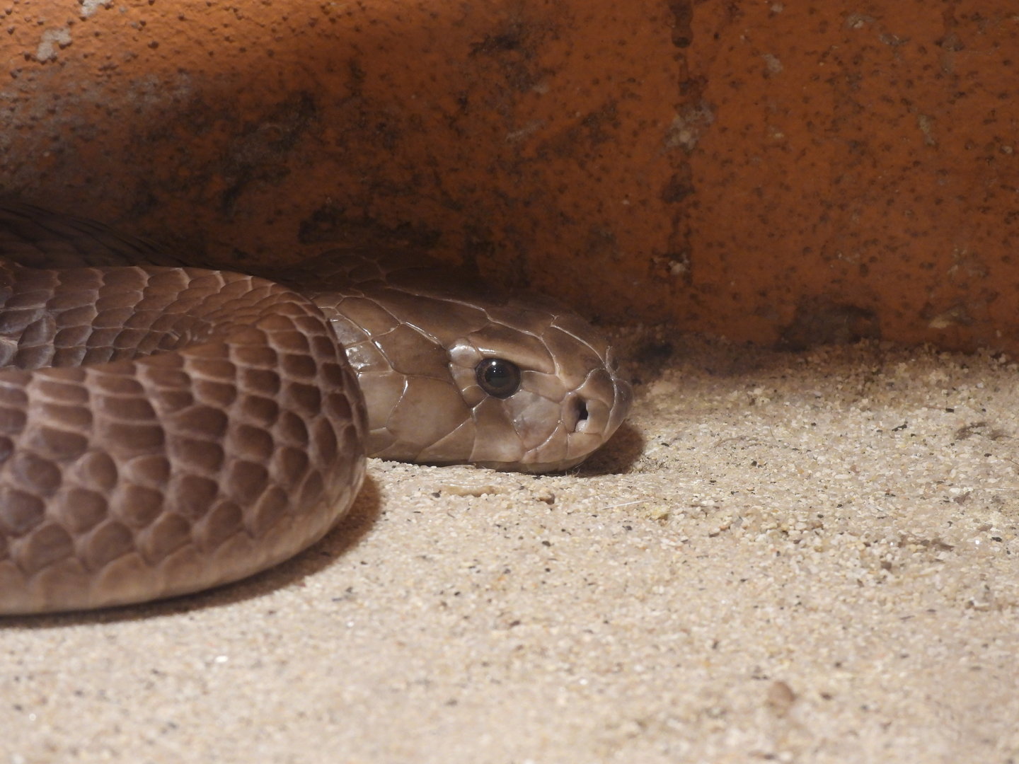 Naja ashei - Ashe’s spitting cobra