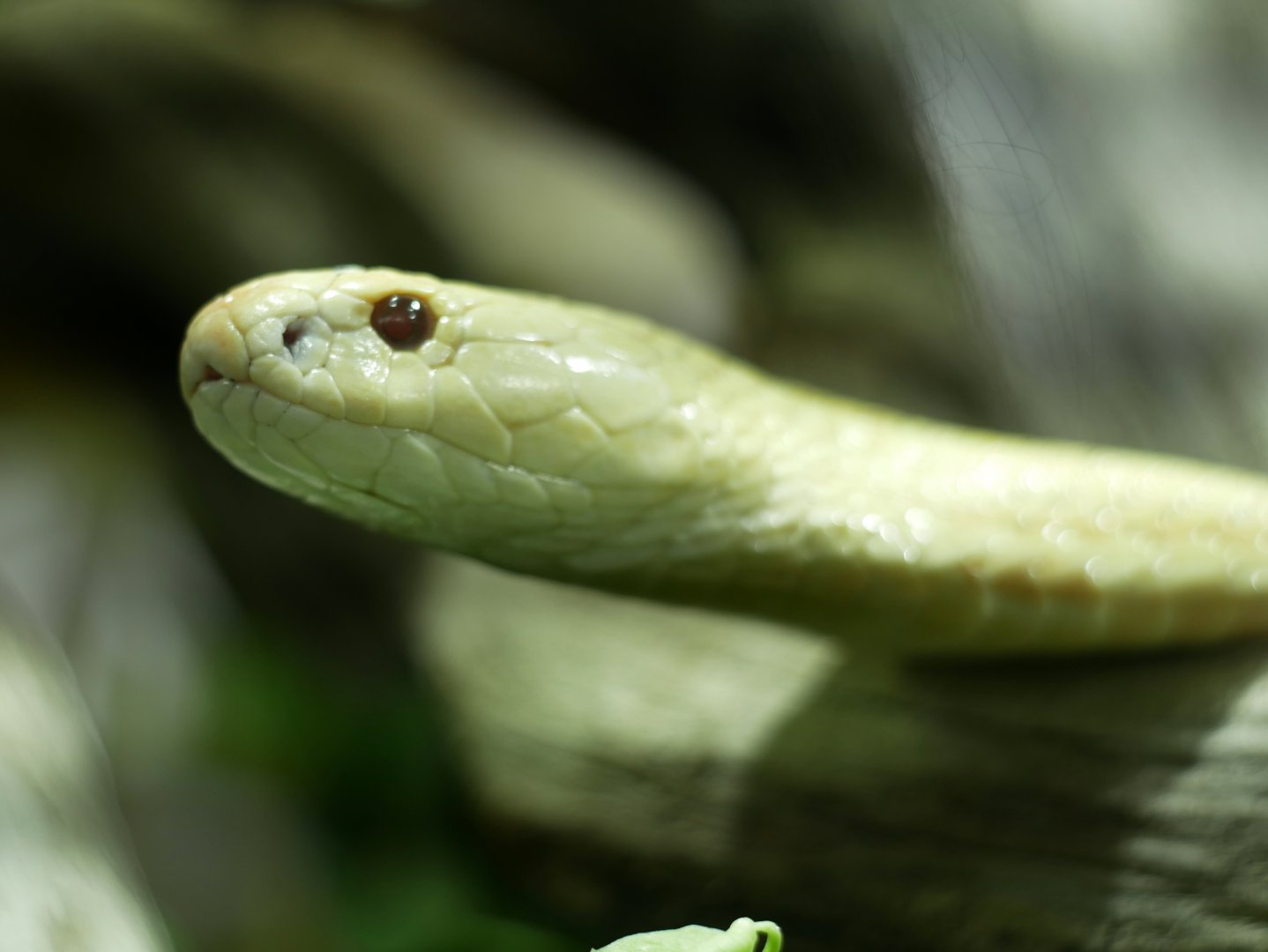 Naja kaouthia - albino