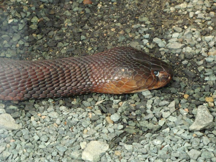 Naja mossambica pallida