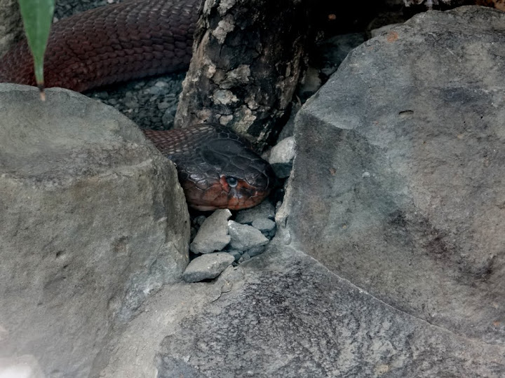 Naja mossambica pallida