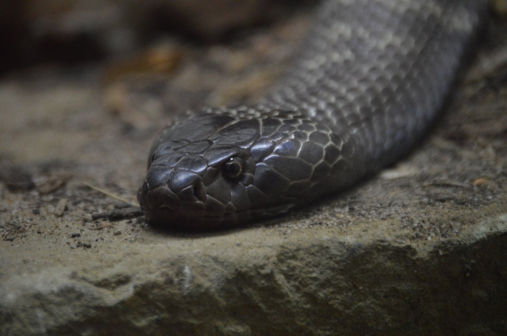 Naja nigricincta nigricincta