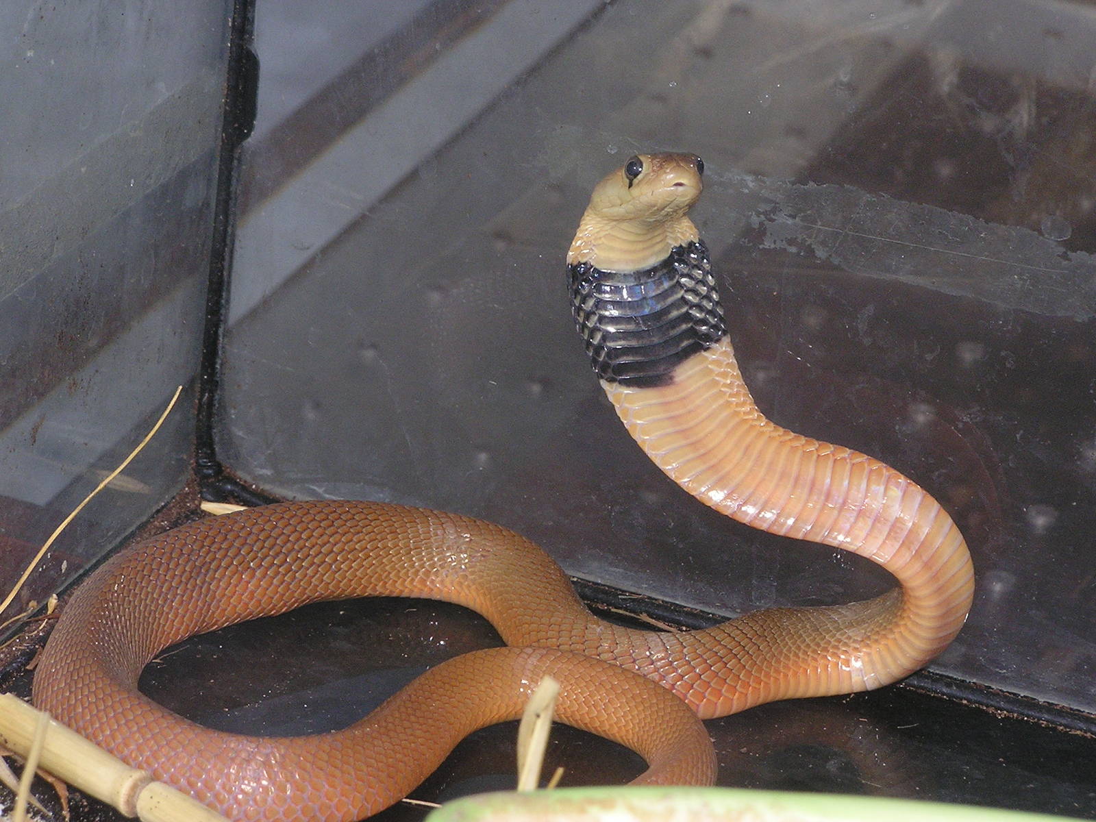 Naja pallida / Red spitting cobra