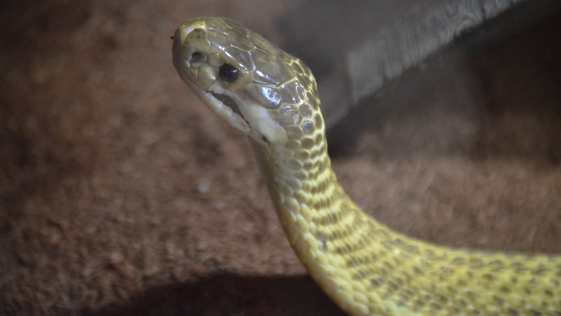 Naja sumatrana, Pandora