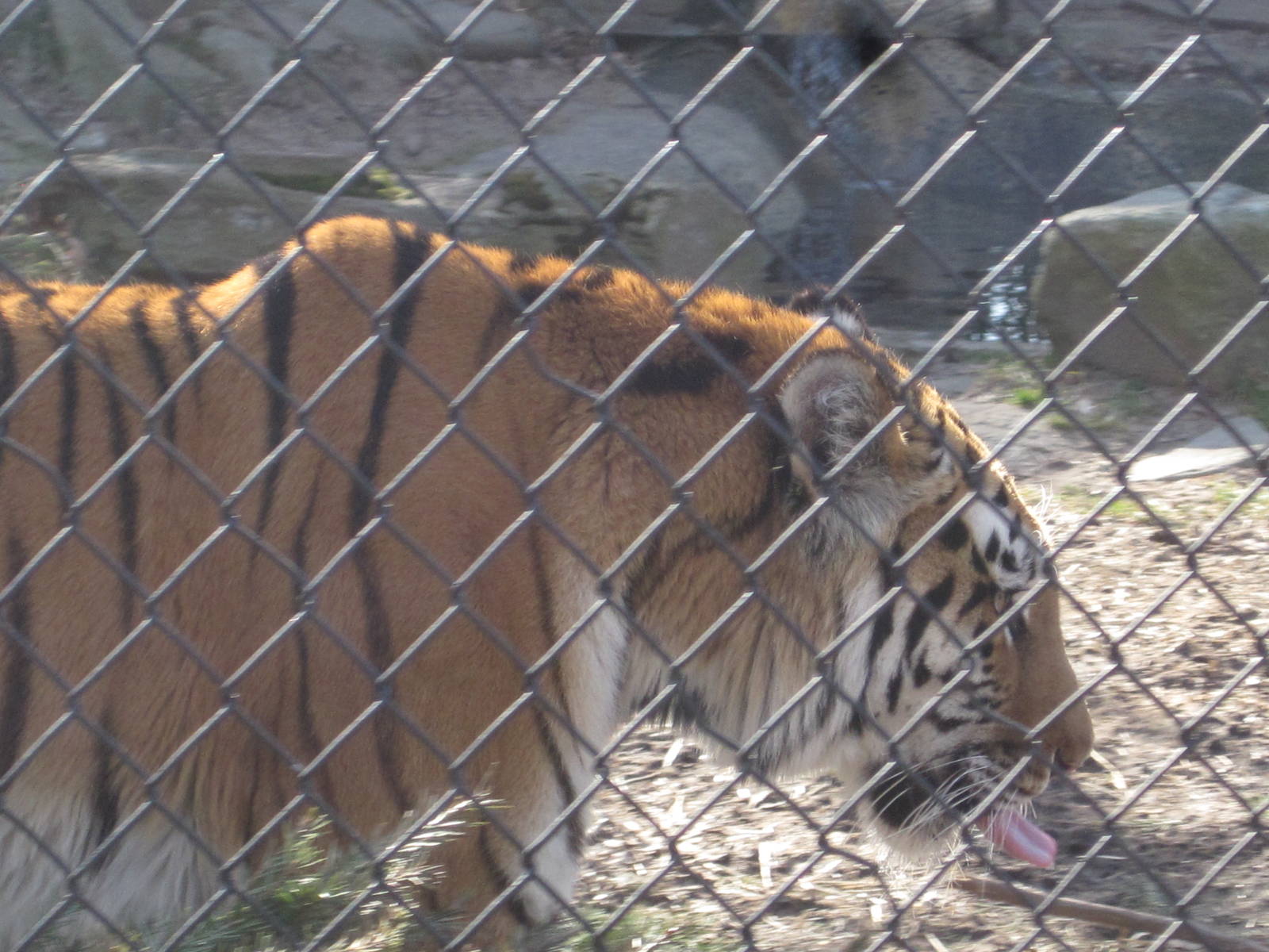Naka Sticking Her Tongue Out