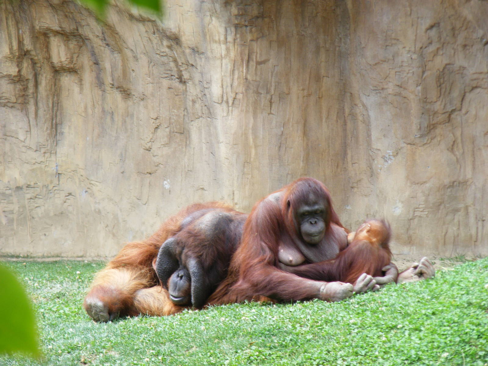 Nakal, Mukah and Banggi the Bornean orangutans at Fuengirola Zoo, 30 April