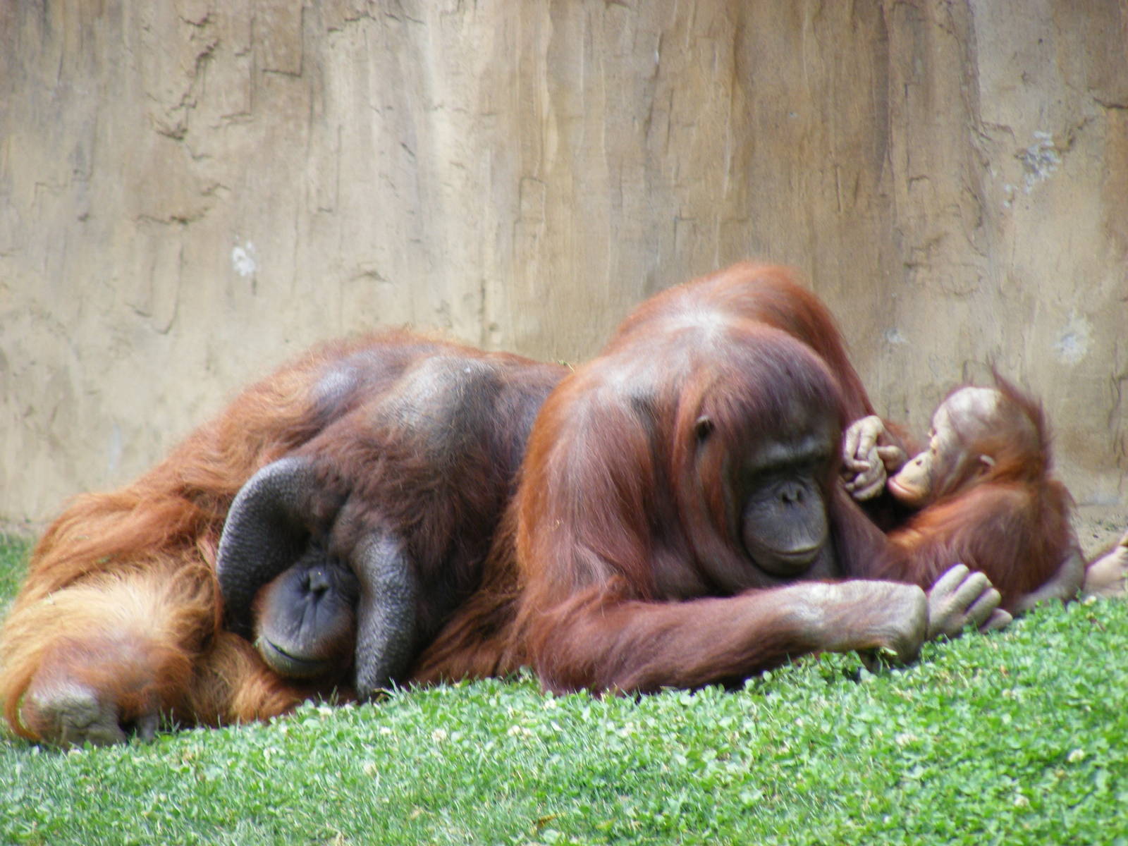 Nakal, Mukah and Banggi the Bornean orangutans at Fuengirola Zoo, 30 April