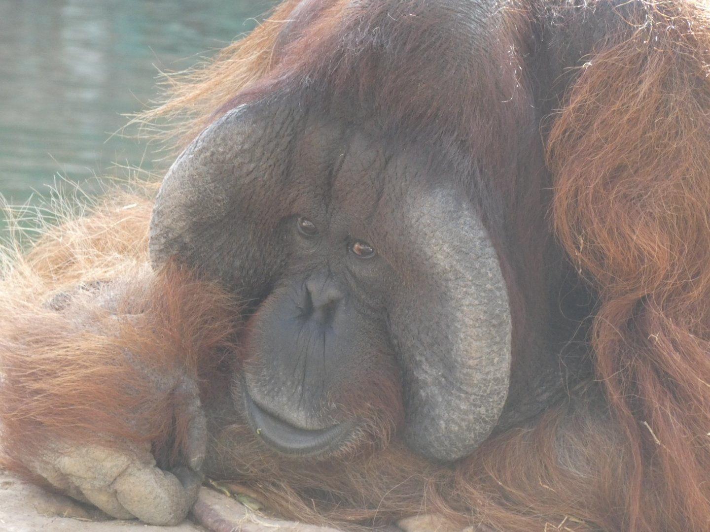Nakal the Bornean Orangutan