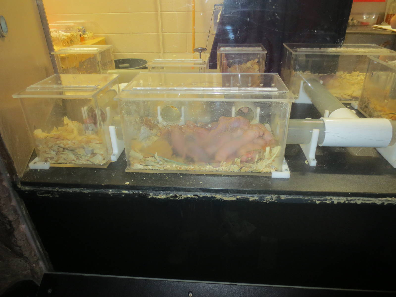 Nake Mole rats having cage cleaned.