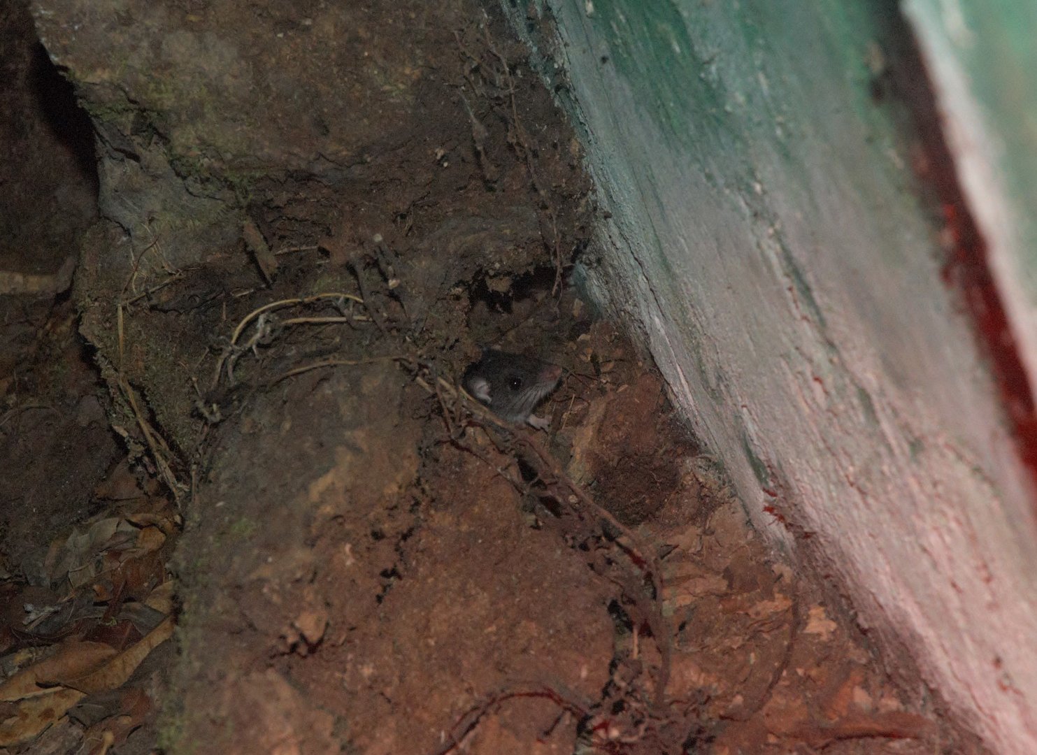 Naked-footed Deer Mouse (Peromyscus nudipes)