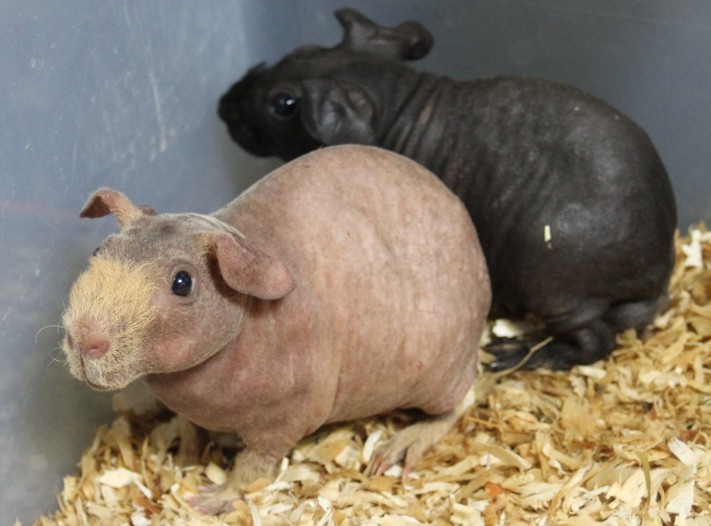 Naked guineapigs