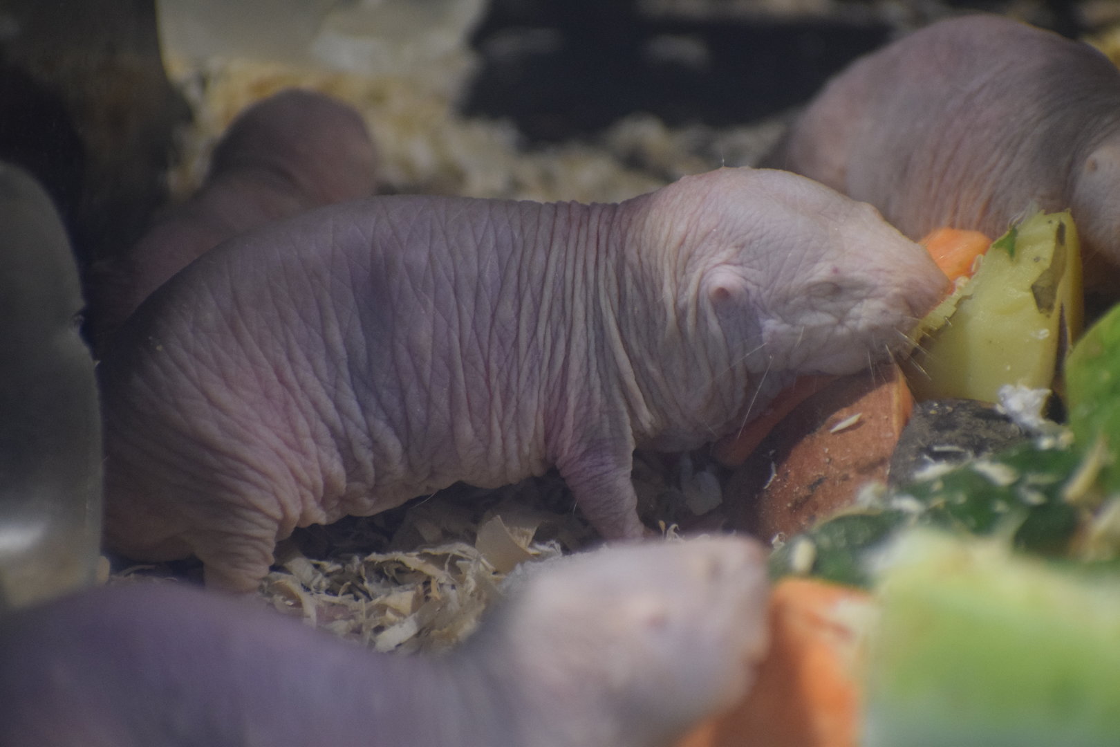 Naked mole-rat - August 2023