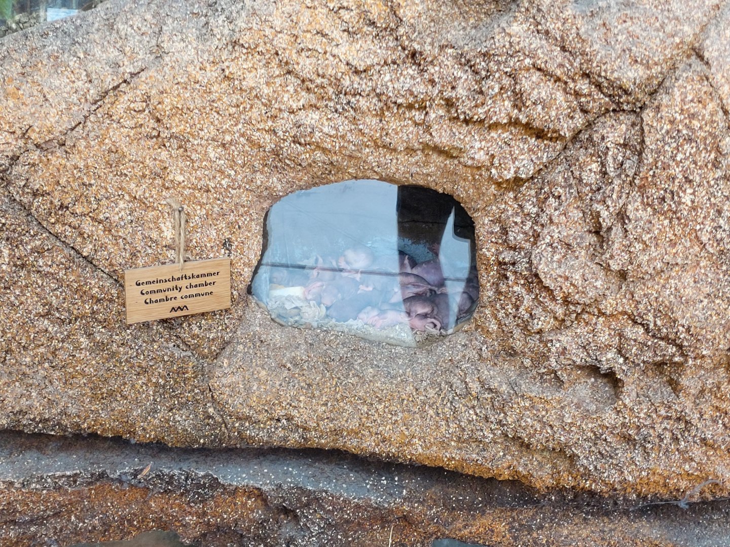 Naked mole-rat colony - Lewa savanna