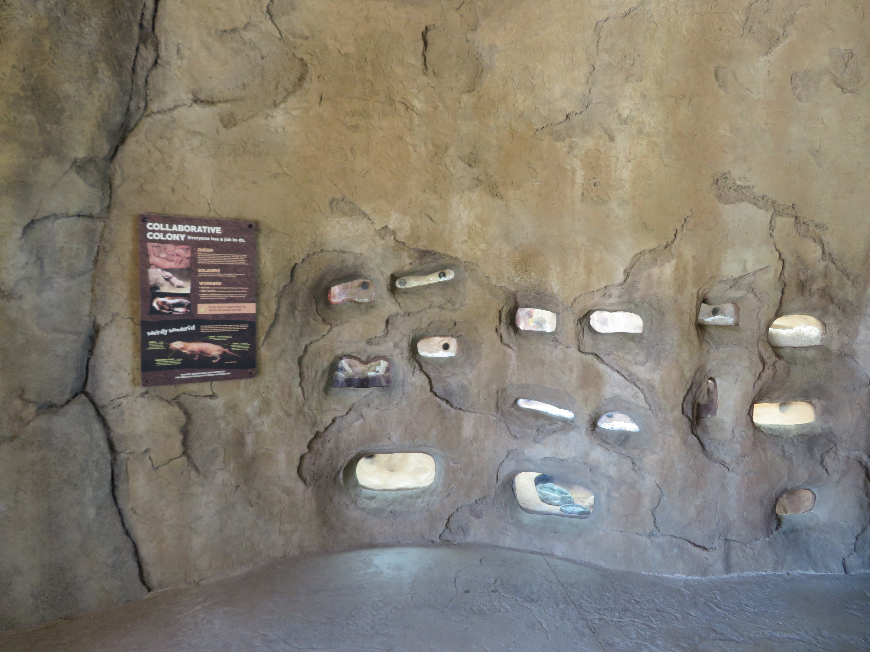 Naked Mole Rat Colony