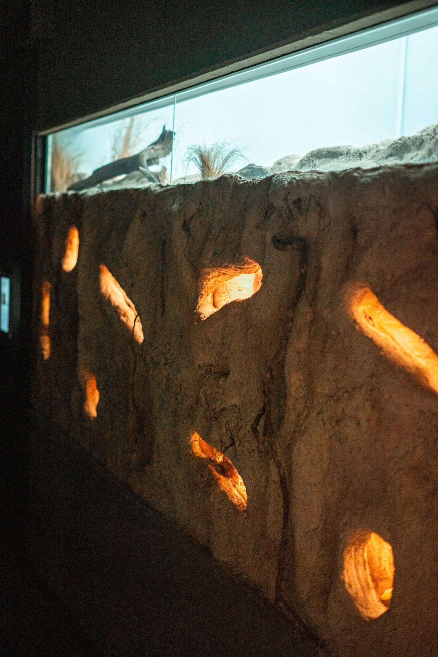 Naked mole-rat colony