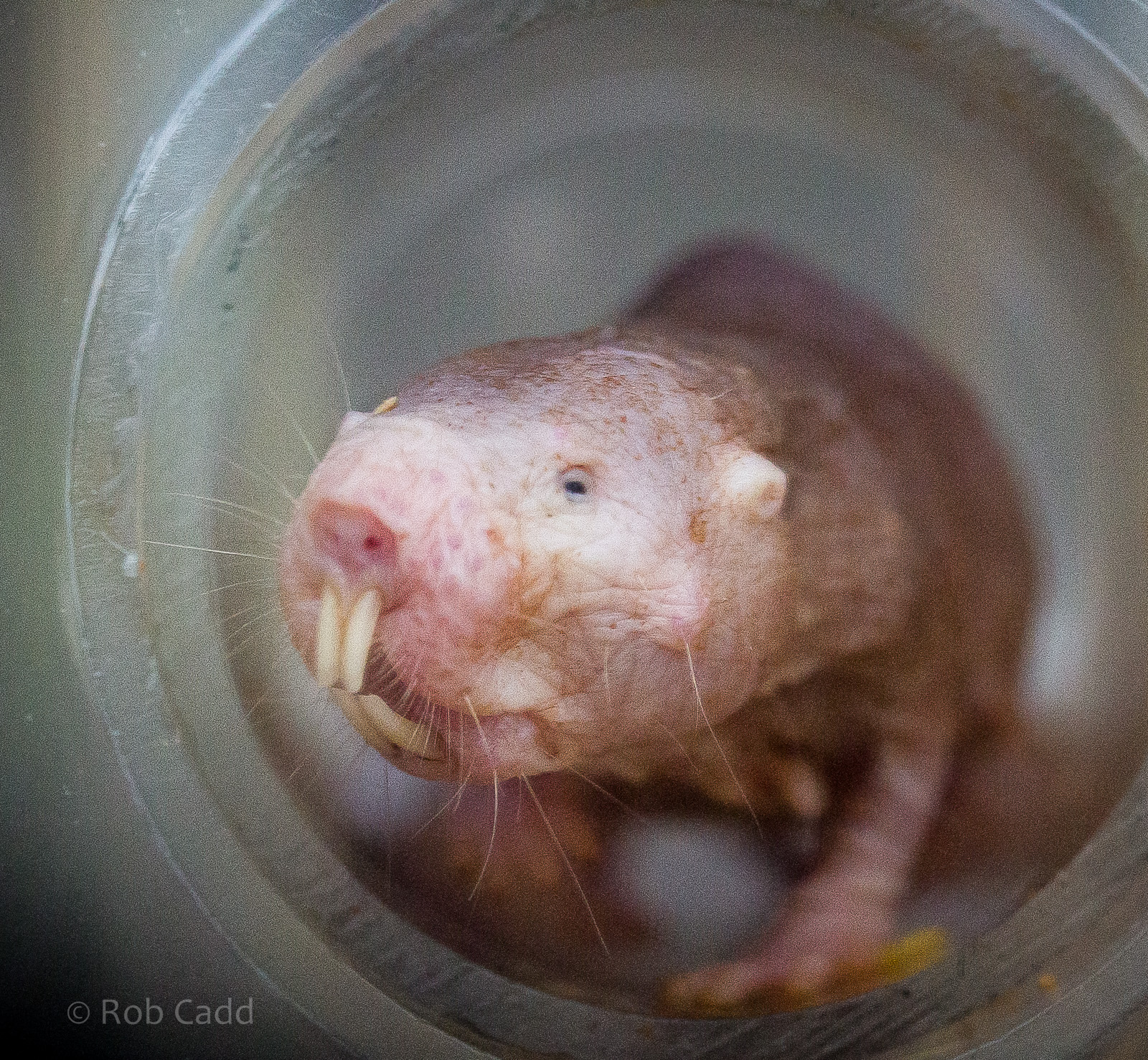 Naked mole-rat : Cotswold WP : 25 Oct 2014