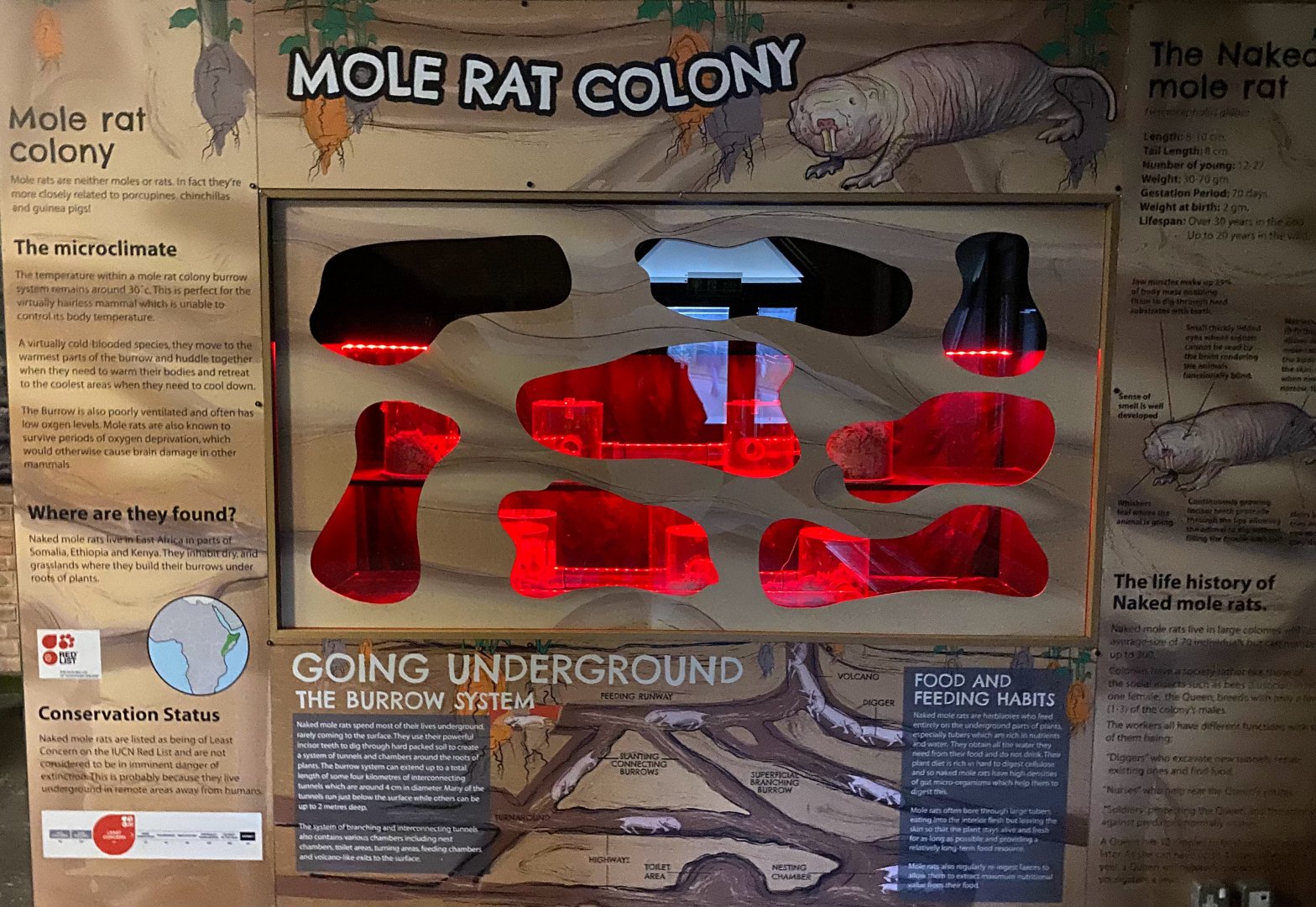 Naked mole rat display, chimp house, UK