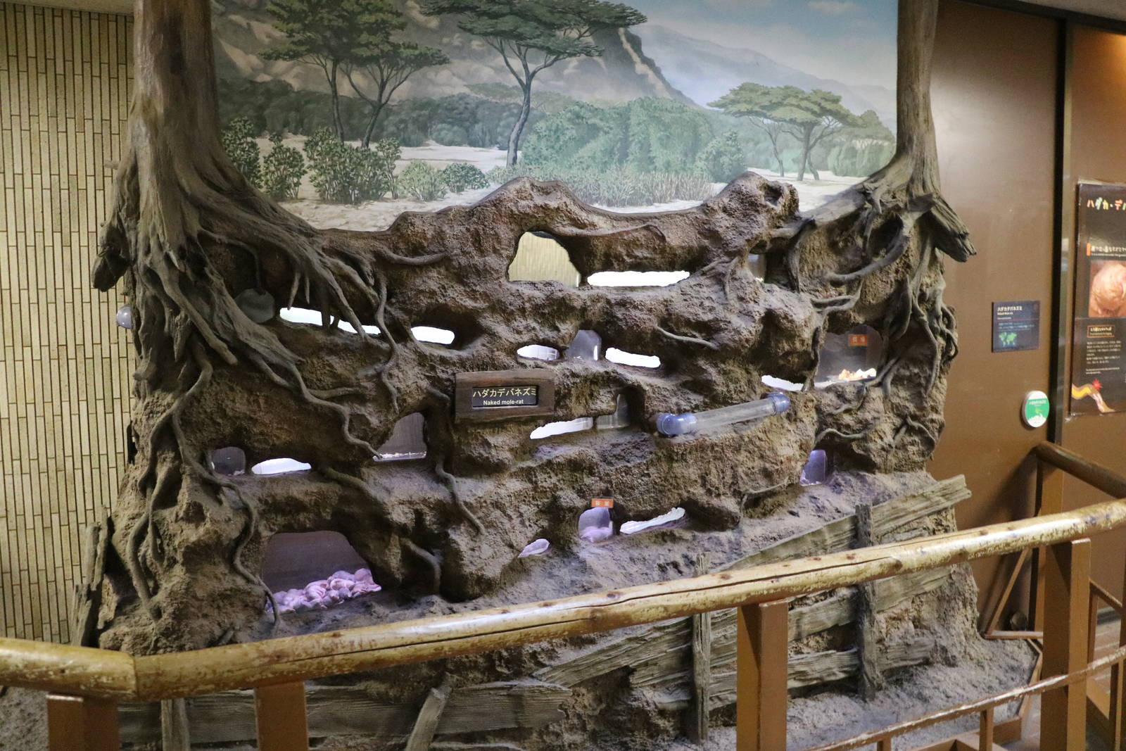 Naked mole rat display, February 2016