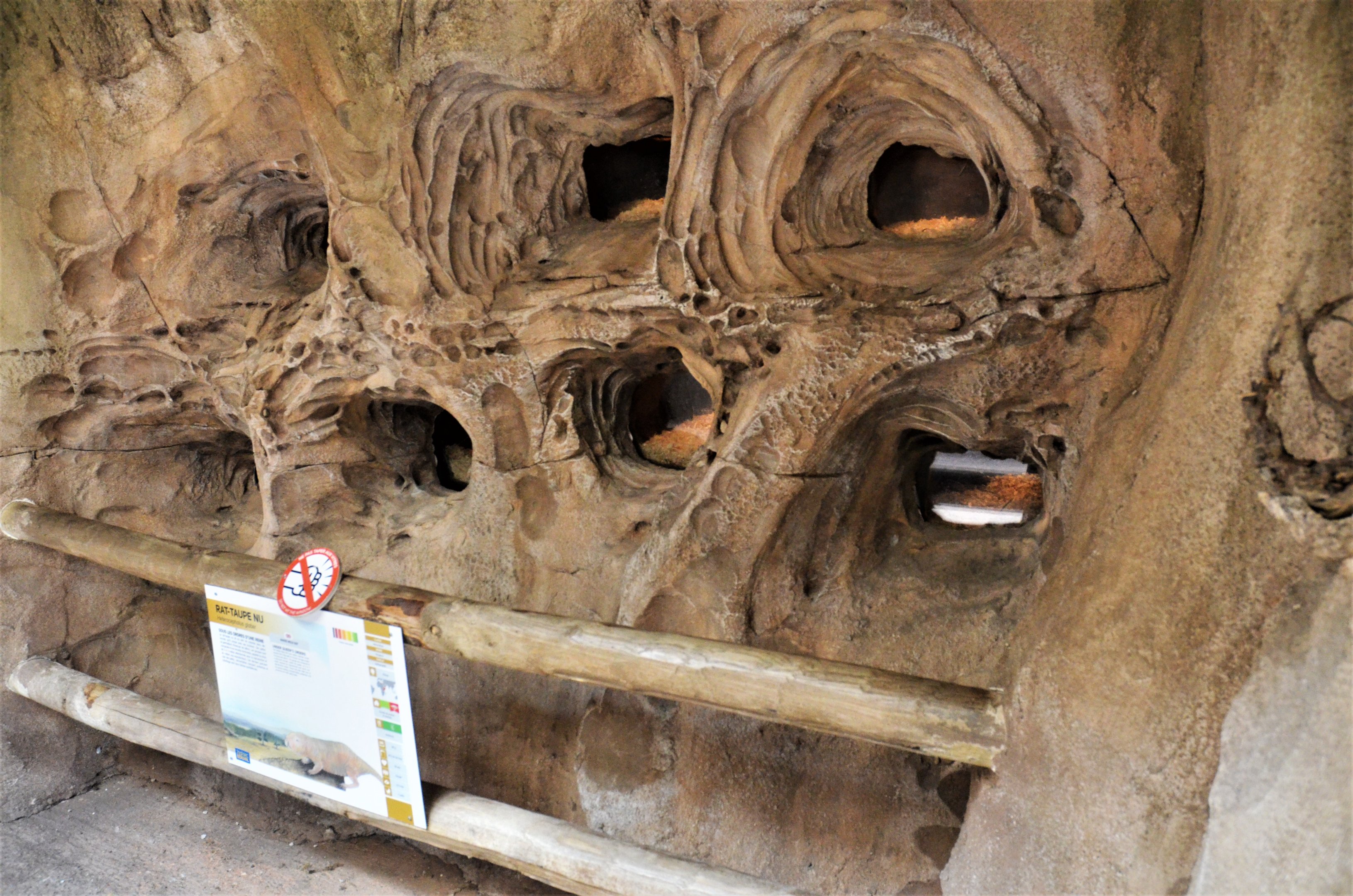 Naked Mole Rat Enclosure at Beauval, 12/06/18