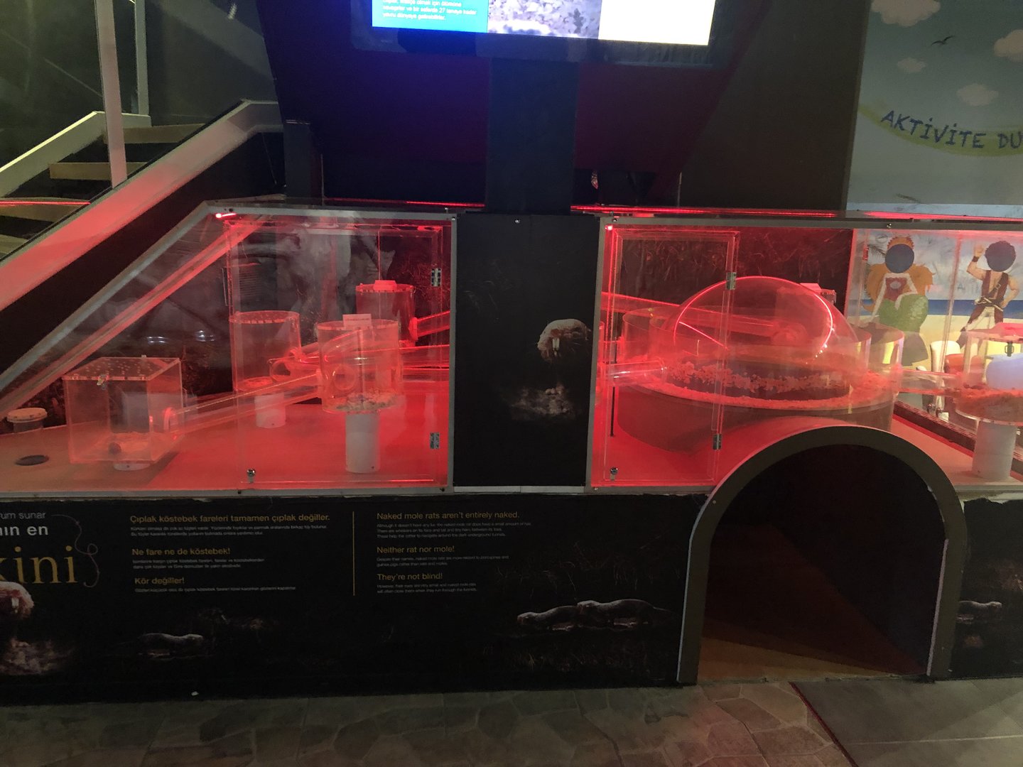 Naked mole-rat enclosure at the Emaar aquarium