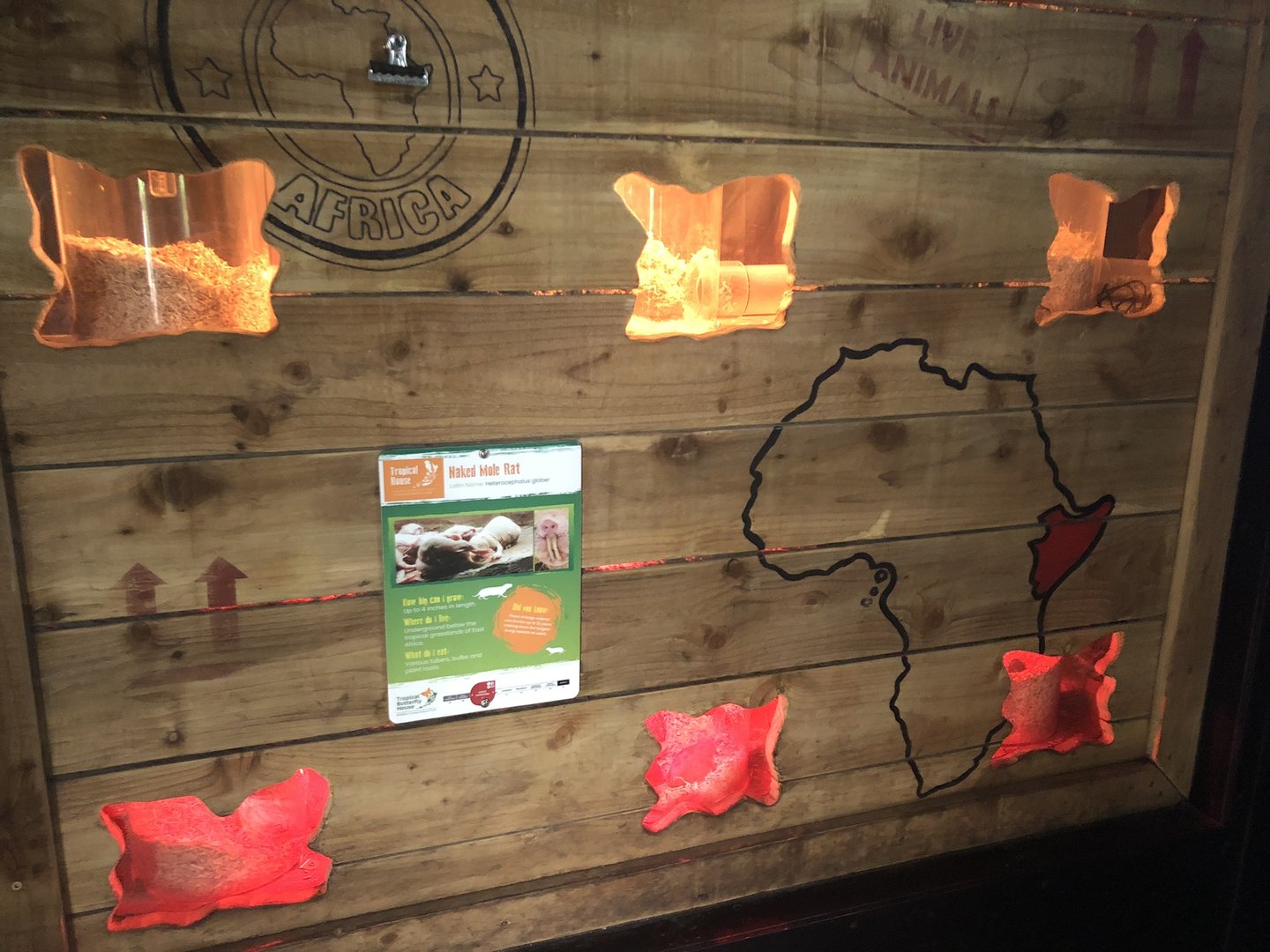 Naked Mole Rat Enclosure at Tropical Butterfly House (March 2023)